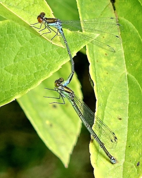 small red-eyed damselflies
